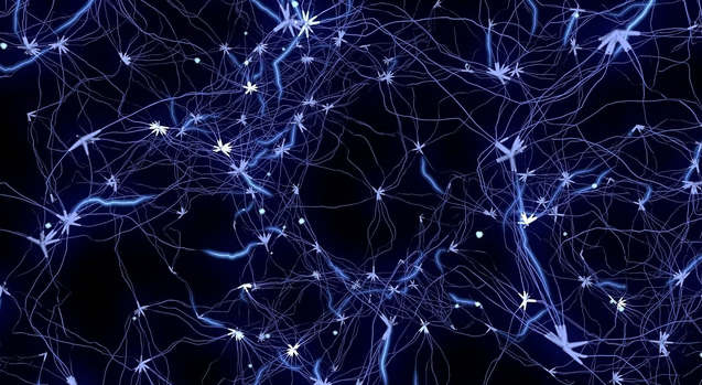 更聪明的大脑在稀疏连接的神经元上运行