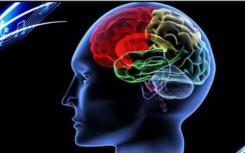 新的大脑映射技术突出了连接和智商之间的关系