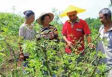 发展花椒种植产业让村民收入可持续