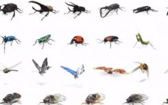 谷歌在其AR搜索结果中加入了23种昆虫分别是