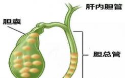 医学常识讲解：人体的胆汁其实是由人的哪个器官分泌的