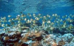 海洋保护区俯瞰大部分生物多样性热点