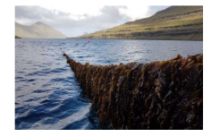 研究人员说种植的海藻可以吸收过多的营养困扰着人类健康和海洋生物