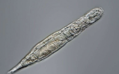 北极轮虫在冰冻状态下生活了24000年后