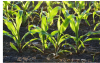 氮肥管理如何影响土壤浓度和地表通量