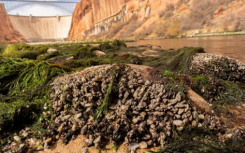 科罗拉多河的低流量研究揭示了大峡谷最终的新常态