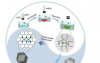 研究人员设计双核位点催化剂并揭示潜在机制