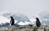 保存下来的企鹅粪便揭示了过去南极海洋环流的变化