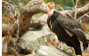 濒临灭绝的秃鹰小鸡首先从物种中的未受精卵孵化