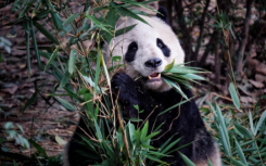 研究表明大熊猫大胆的颜色实际上有助于它们隐藏
