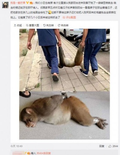 家住30楼被野猴闯入？知名女主播与山猴激斗，无奈报警仍被其抢走小玩具！