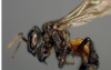 吃腐肉的肠道细菌帮助秃鹫蜜蜂为了肉而放弃花蜜