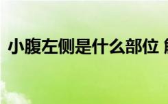 小腹左侧是什么部位 解密小腹左侧内部器官