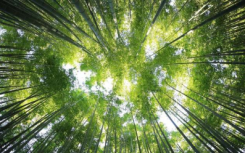 研究表明如果没有热带森林全球气温将升高1摄氏度