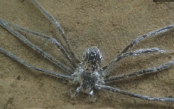 蜘蛛利用空气膜在水下隐藏半个多小时