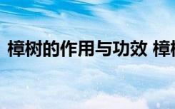 樟树的作用与功效 樟树的作用与功效是什么