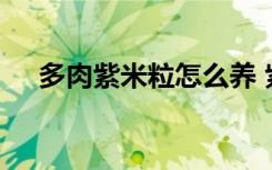 多肉紫米粒怎么养 紫米粒多肉怎么移盆