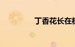 丁香花长在树上还是地上