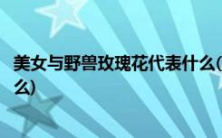 美女与野兽玫瑰花代表什么(电影美女与野兽中玫瑰花代表什么)