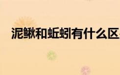 泥鳅和蚯蚓有什么区别 泥鳅和蚯蚓一样吗