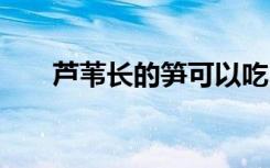 芦苇长的笋可以吃吗 芦苇笋有何营养