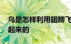鸟是怎样利用翅膀飞行的 鸟是怎样靠翅膀飞起来的