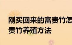 刚买回来的富贵竹怎么水养好 刚买回来的富贵竹养殖方法