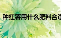 种红薯用什么肥料合适 种红薯用啥肥料合适