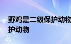 野鸡是二级保护动物吗 野鸡是否属于二级保护动物