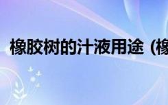 橡胶树的汁液用途 (橡胶树的汁液相关介绍)