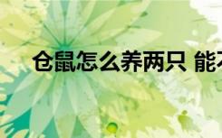 仓鼠怎么养两只 能不能一起养两只仓鼠