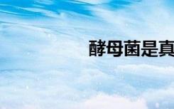 酵母菌是真核还是原核