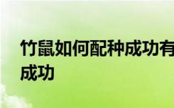 竹鼠如何配种成功有什么技巧 竹鼠如何配种成功