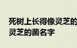 死树上长得像灵芝的菌是什么 死树上长得像灵芝的菌名字