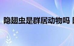 隐翅虫是群居动物吗 隐翅虫是不是群居动物