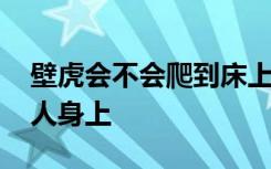 壁虎会不会爬到床上 壁虎会不会爬到床上或人身上