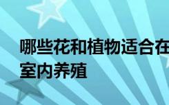 哪些花和植物适合在室内养殖 什么花适合在室内养殖