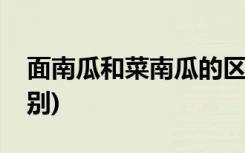 面南瓜和菜南瓜的区别(菜南瓜和面南瓜的区别)