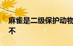 麻雀是二级保护动物吗 麻雀是二级保护动物不