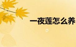 一夜莲怎么养 一夜莲如何养