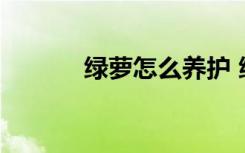 绿萝怎么养护 绿萝的养护技巧