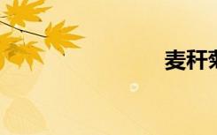 麦秆菊花语