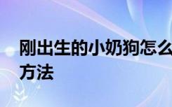 刚出生的小奶狗怎么养 刚出生的小奶狗养殖方法