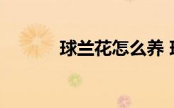 球兰花怎么养 球兰花养植方法