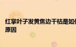 红掌叶子发黄焦边干枯是如何回事 红掌叶子发黄焦边干枯的原因