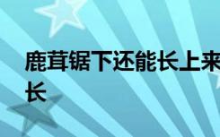 鹿茸锯下还能长上来吗 锯下鹿茸是否还可以长