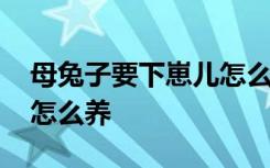 母兔子要下崽儿怎么养 母兔子要下崽儿应该怎么养