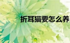 折耳猫要怎么养 折耳猫要如何养