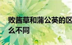败酱草和蒲公英的区别 败酱草和蒲公英有什么不同