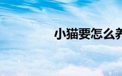 小猫要怎么养 正确养小猫